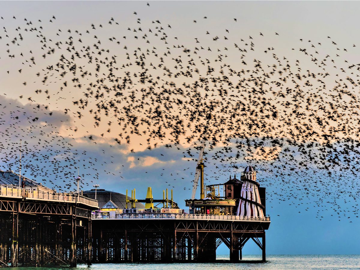 Starling Murmurations in the UK: Best Places to See, When… | Birdfact