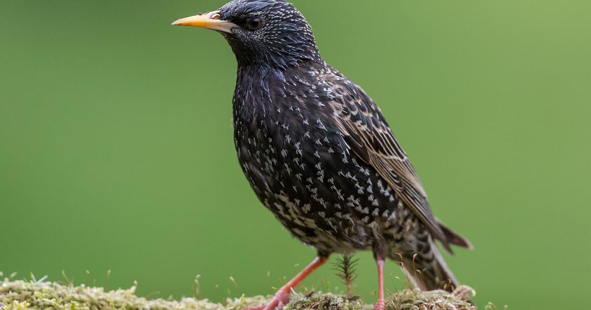 Starling Bird Facts (Sturnus vulgaris) | Birdfact