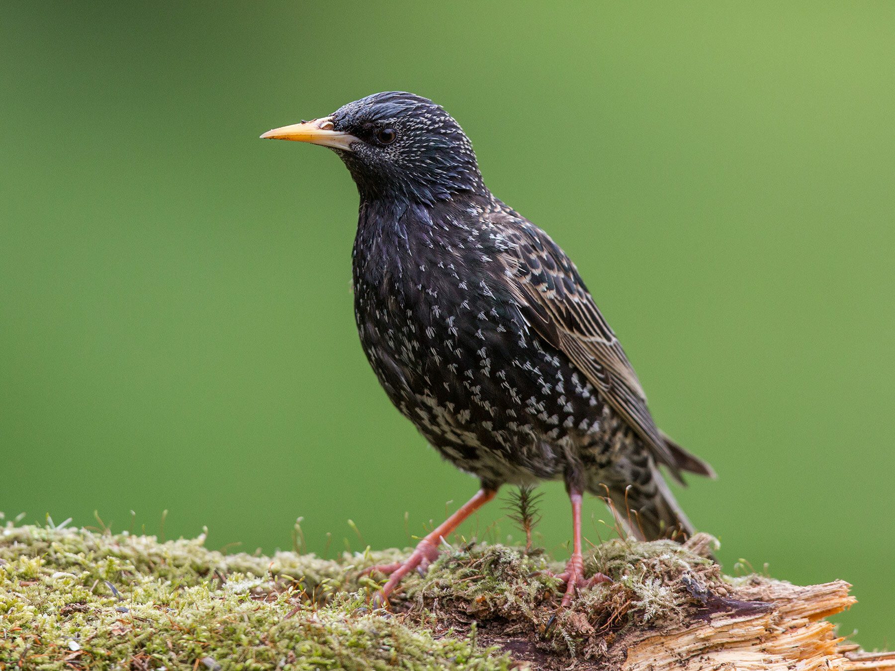 Common Starling