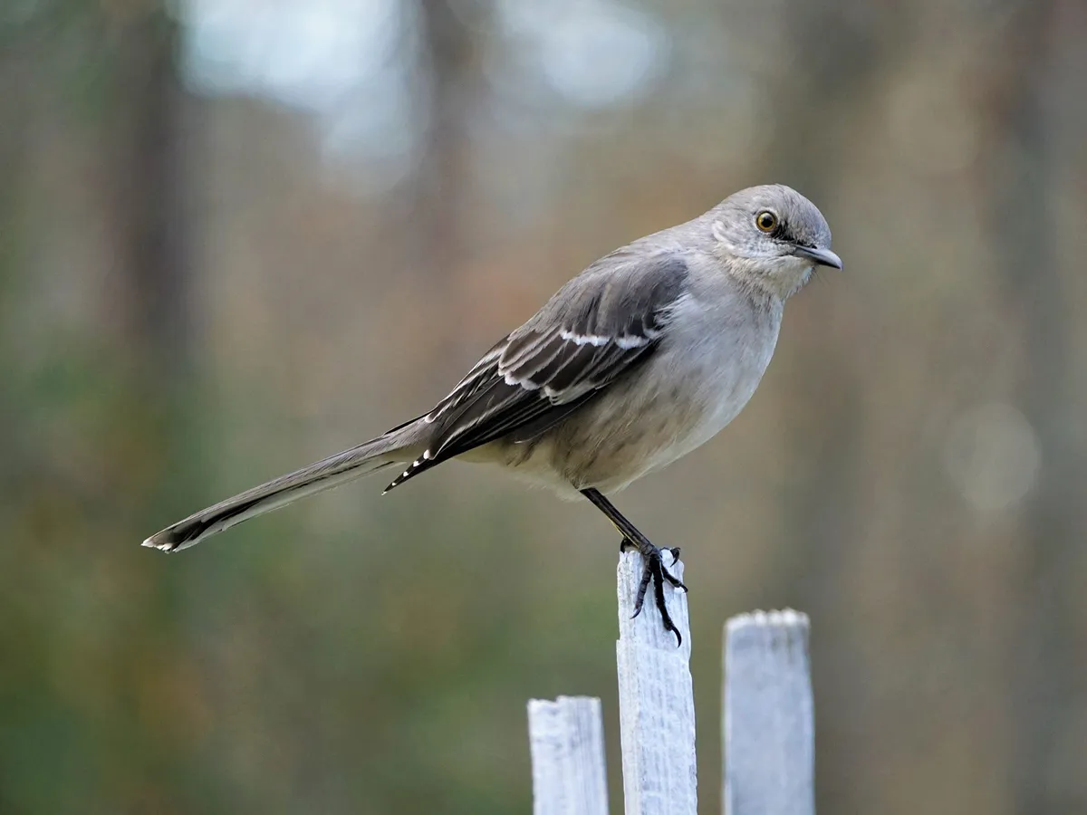 What is the State Bird of Arkansas? (And Why?)