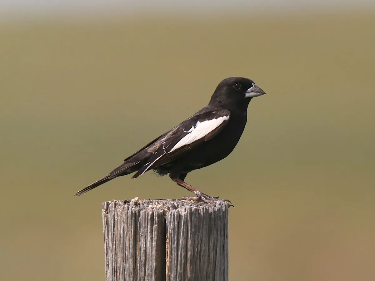 What is the State Bird of Colorado? (And Why?)