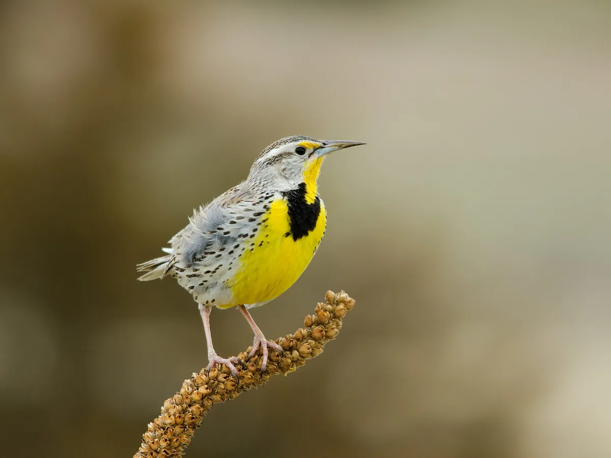 What is the State Bird of Montana? (And Why?)