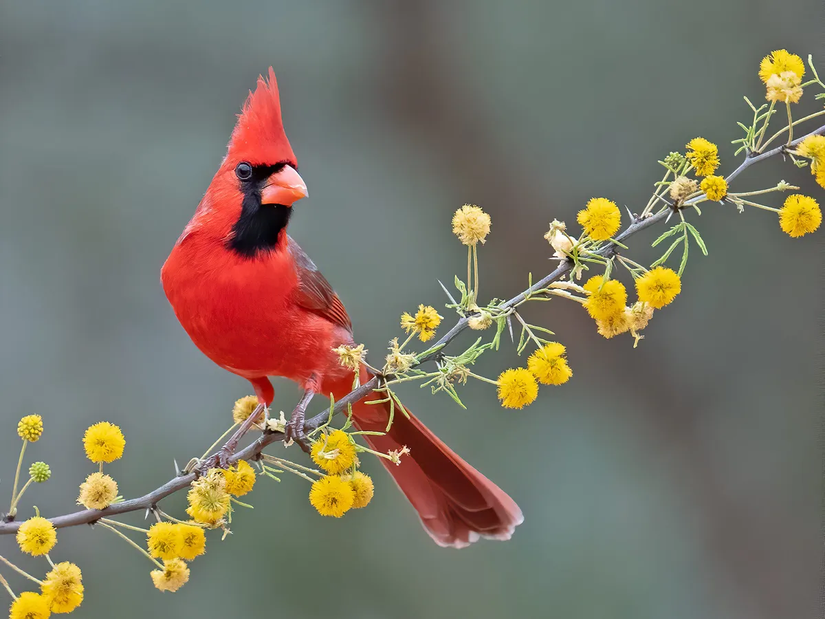 What is the State Bird of North Carolina? (And Why?)