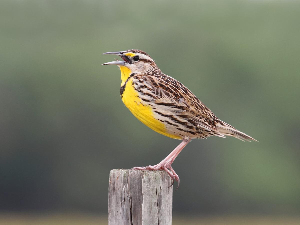 What is the State Bird of North Dakota? (And Why?)