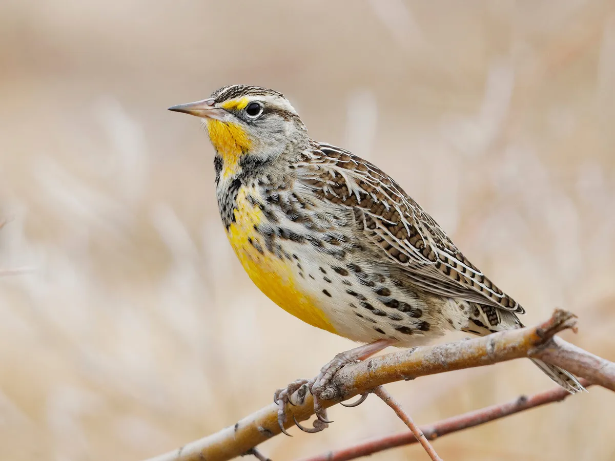 What is the State Bird of Oregon? (And Why?)