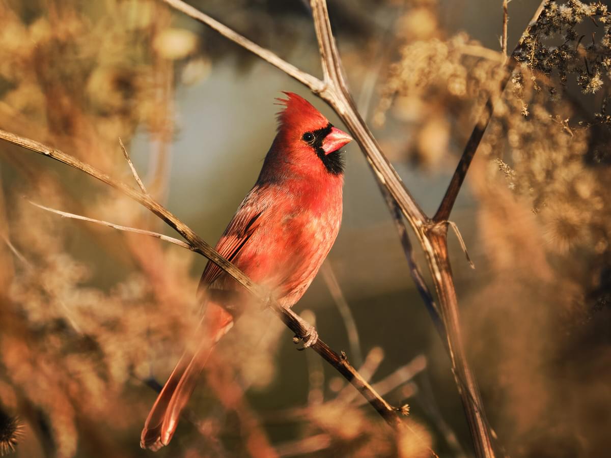 What is the State Bird of Virginia? (And Why?)