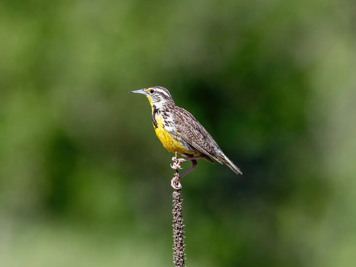 What is the State Bird of Wyoming? (And Why?)
