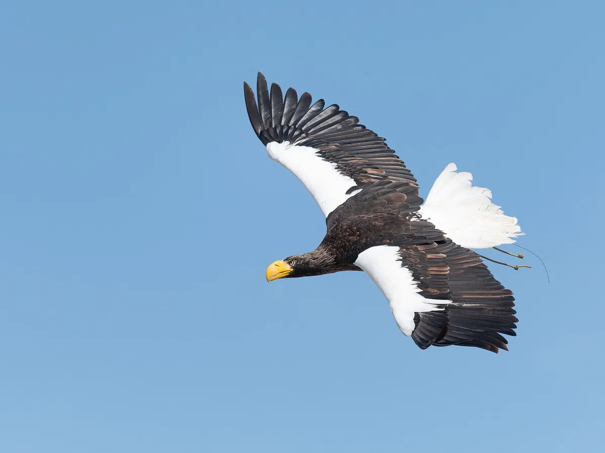 Steller's Sea-Eagle Bird Facts (Haliaeetus pelagicus) | Birdfact
