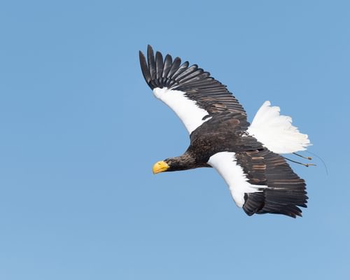 Steller's Sea-eagle