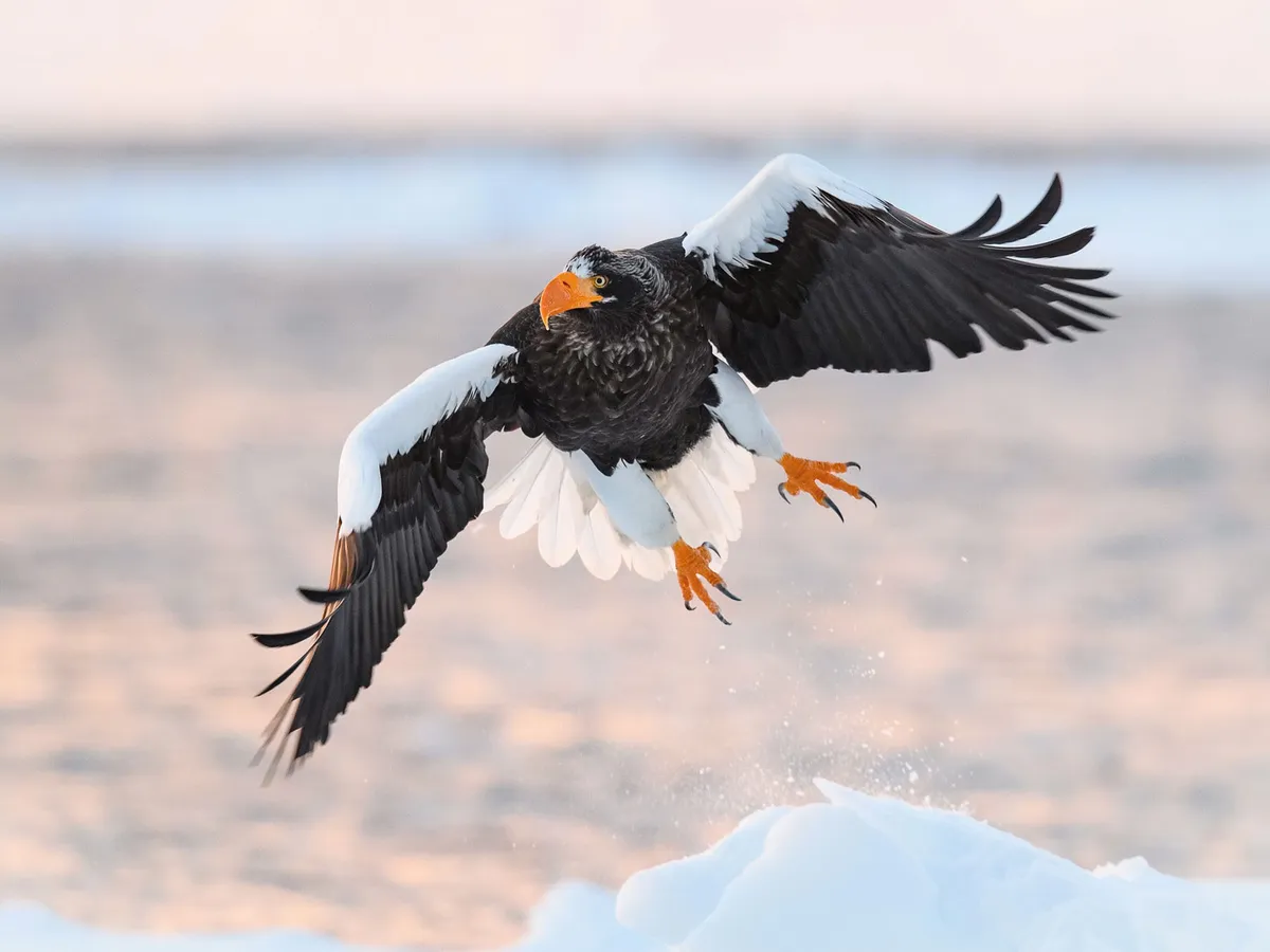 Steller's Sea Eagle: Range and Habitat