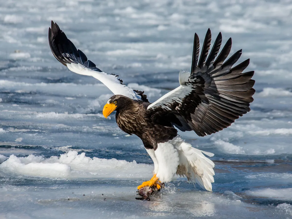 How Big Are Steller's Sea Eagles? (Wingspan + Size) | Birdfact