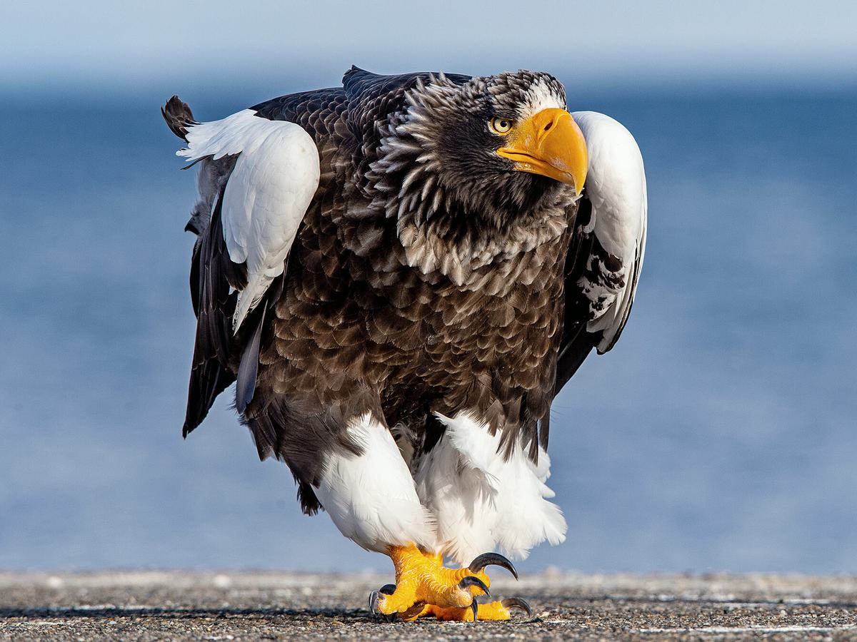 Steller’s Sea-Eagle Bird Facts (Haliaeetus pelagicus) | Birdfact