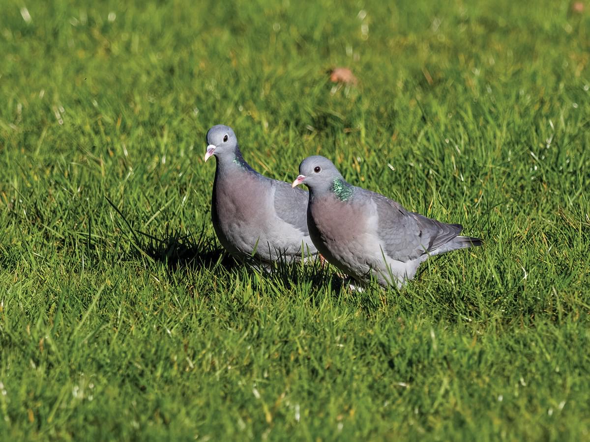 A pair of Stock Doves foraging together on the grass