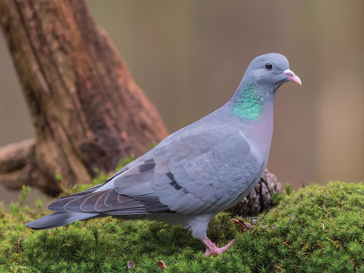 Stock Dove pictured in its natural habitat