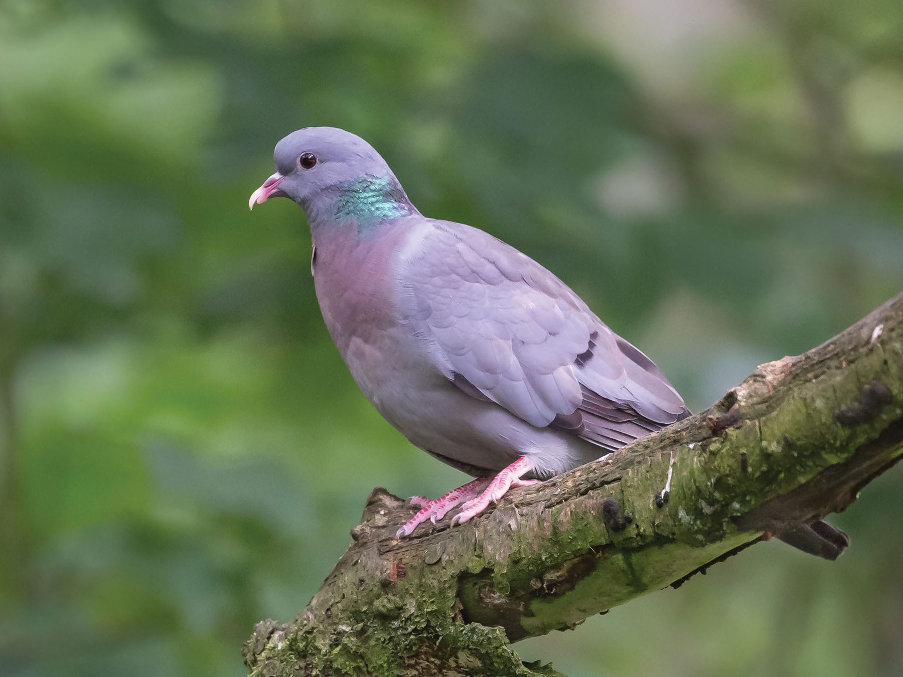 Stock Dove