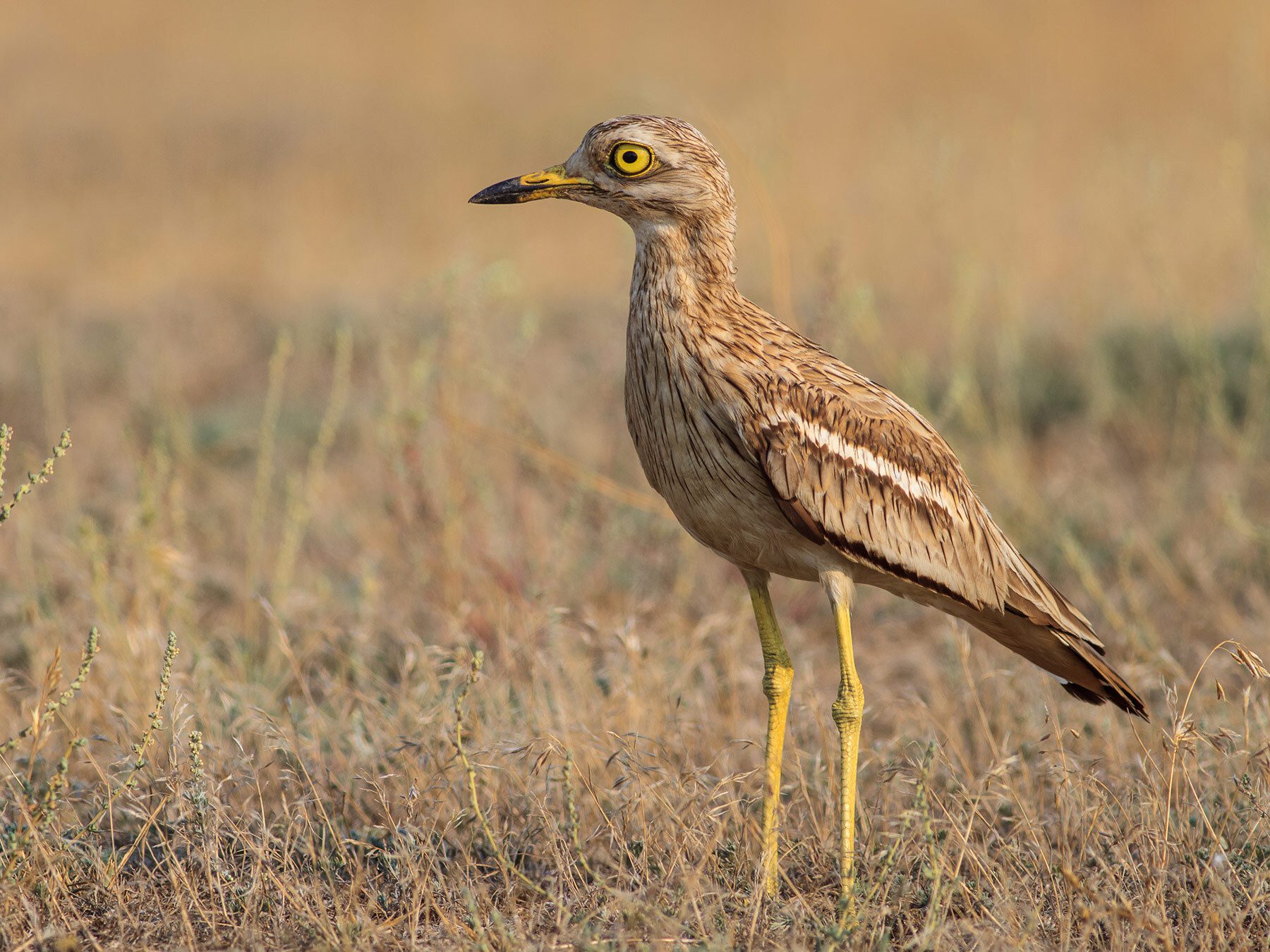 Eurasian Stone-curlew