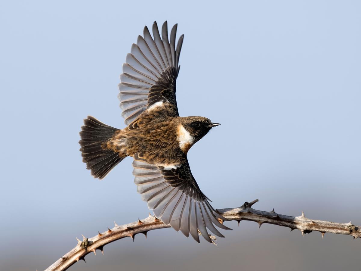 Stonechat in flight, taking off from a perch with wings spread wide