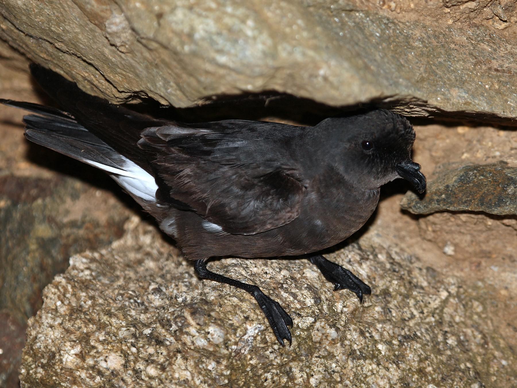 Petrels and shearwaters