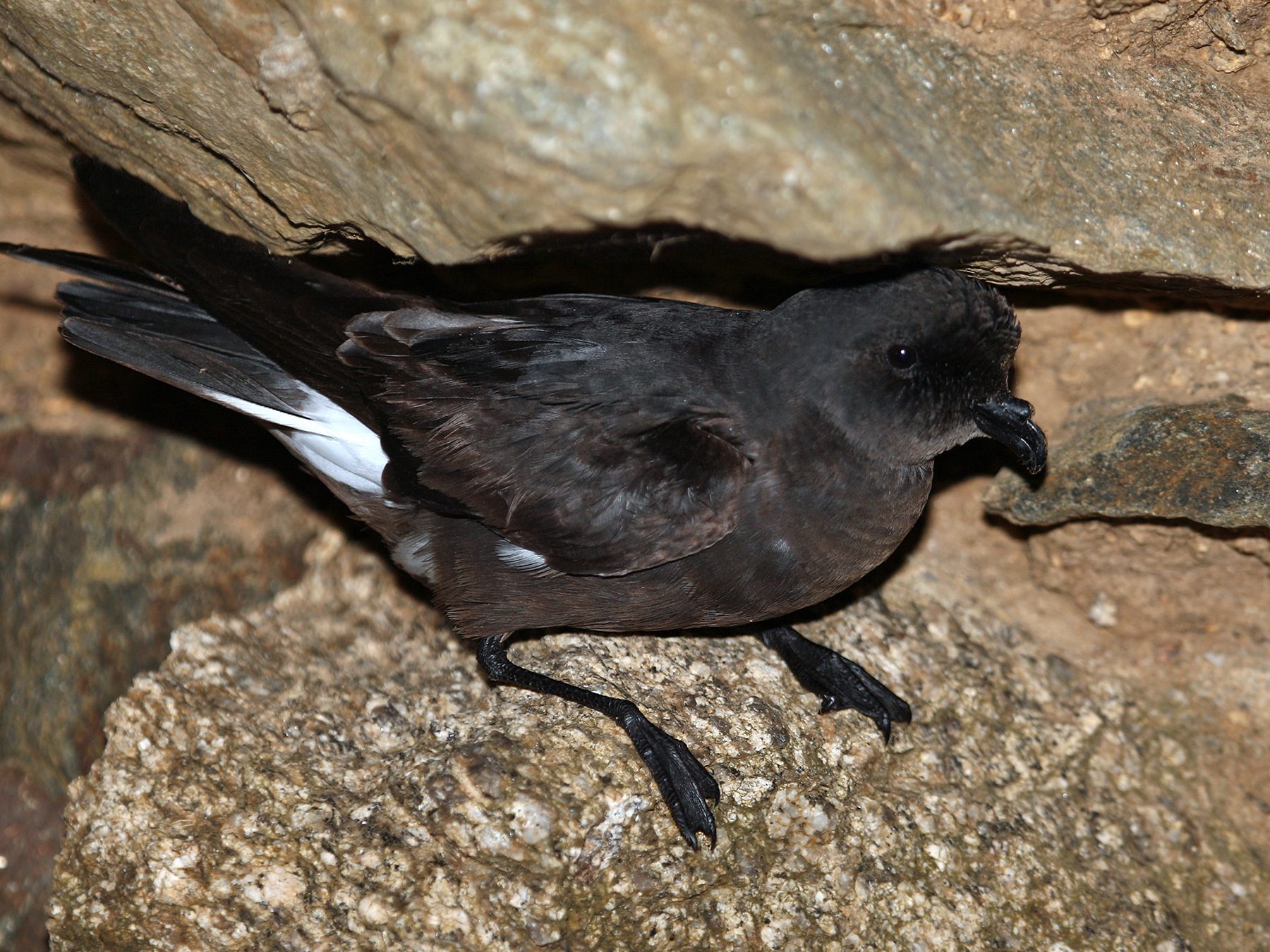 European Storm-petrel