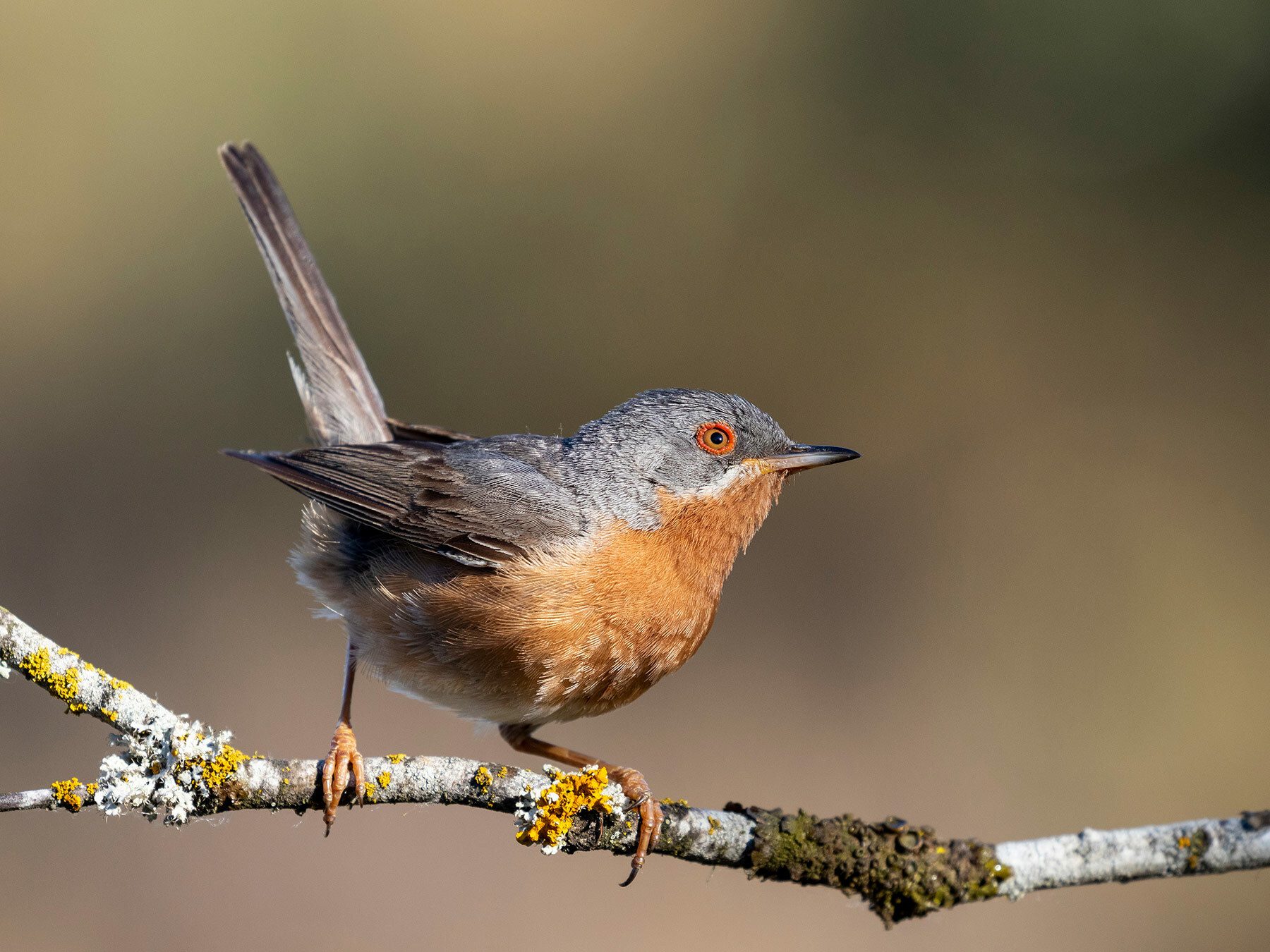Subalpine Warbler