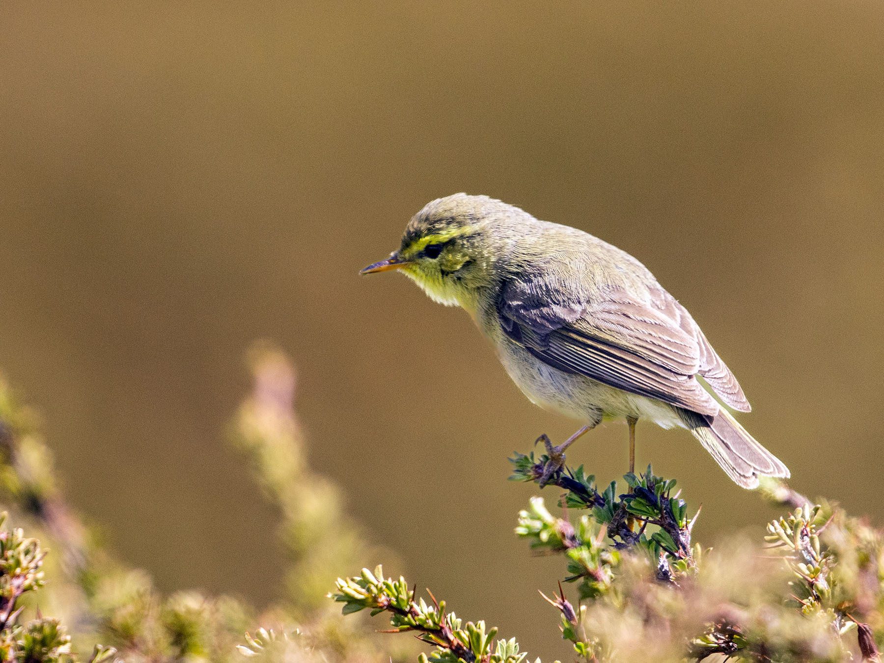 Sulphur-bellied Warbler
