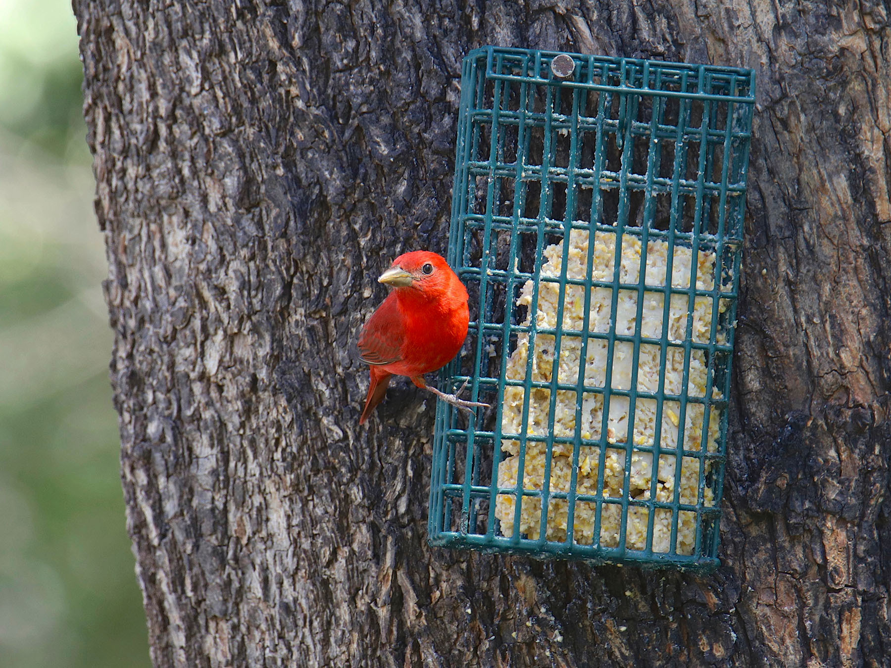 Summer Tanager Range, Habitat + Distribution Birdfact
