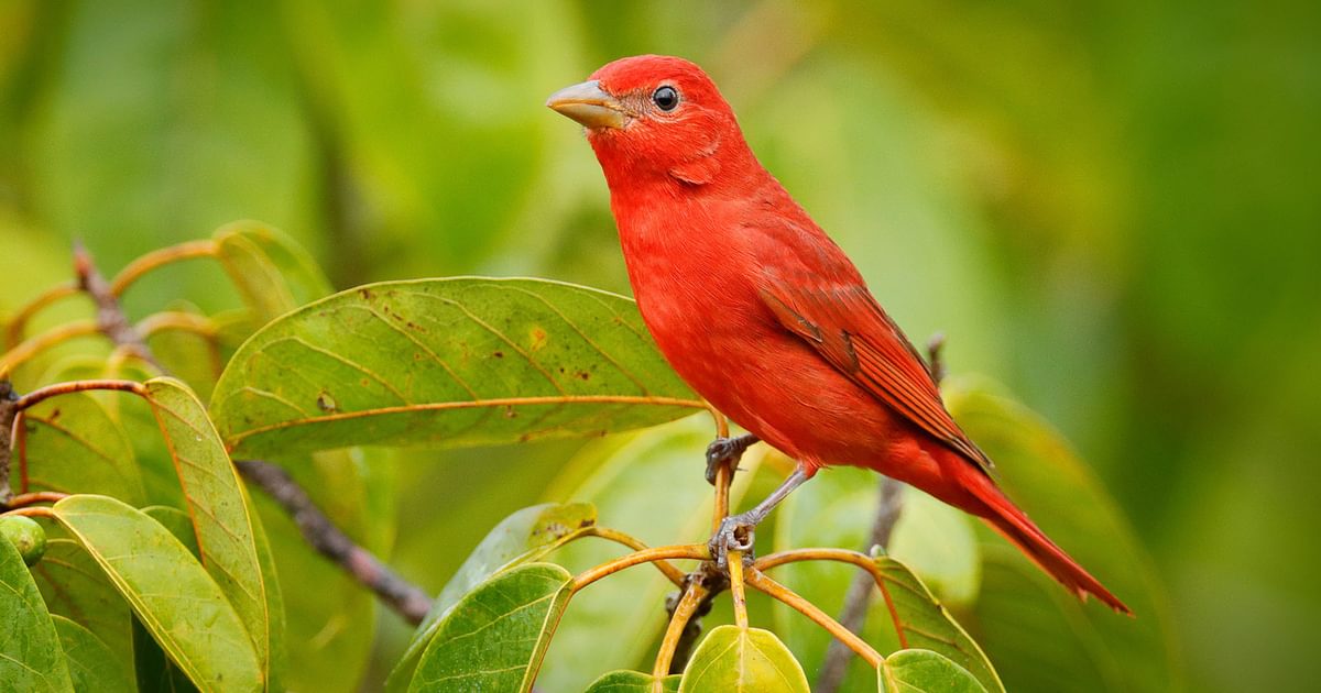 Summer Tanager Range, Habitat + Distribution | Birdfact