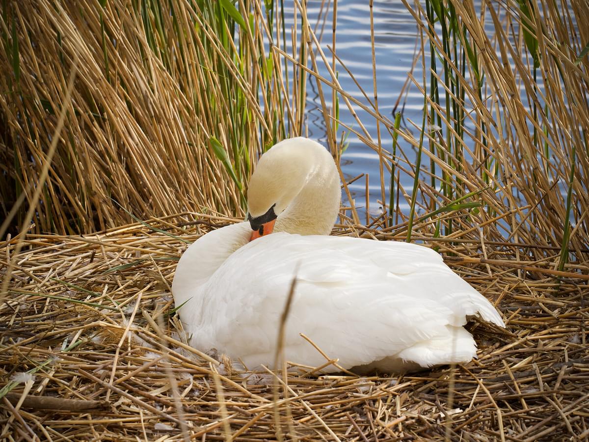 Swan Nesting (Complete Guide)