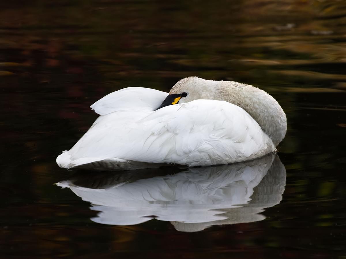 Swan Sleeping Habits and Behavior (Complete Guide)