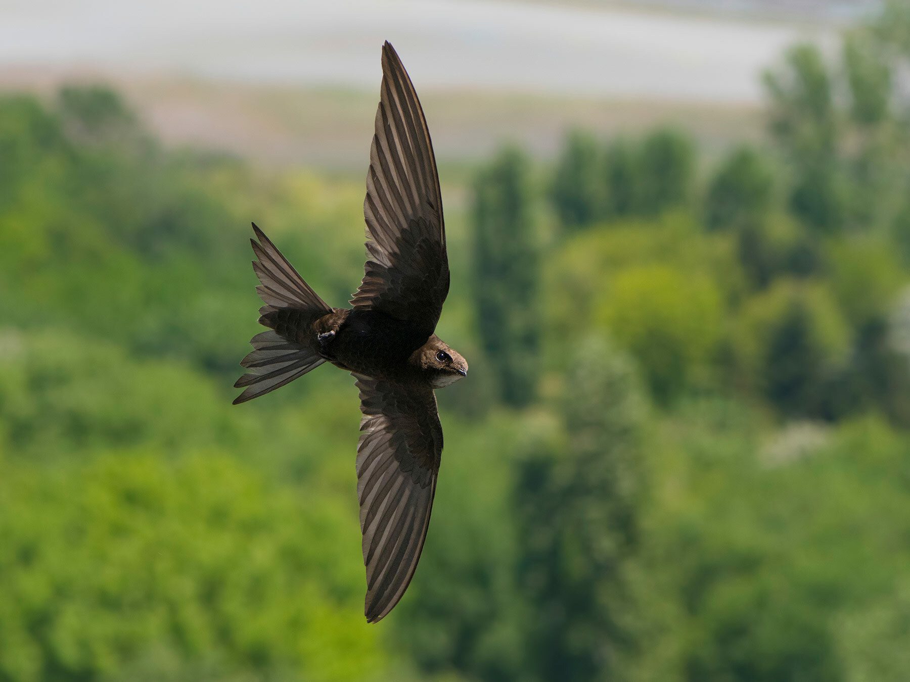 Common Swift