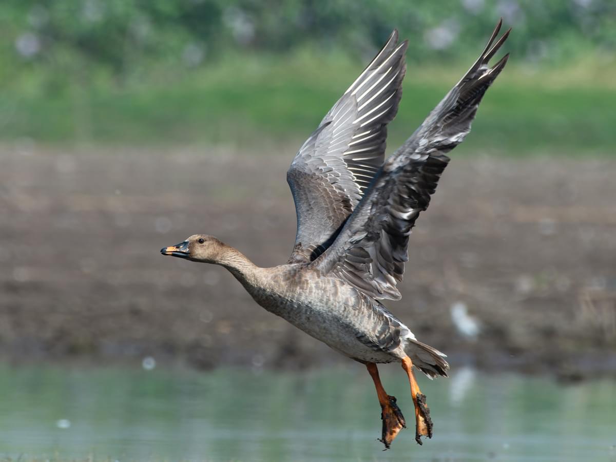 Taiga Bean Goose in-flight in natural habitat