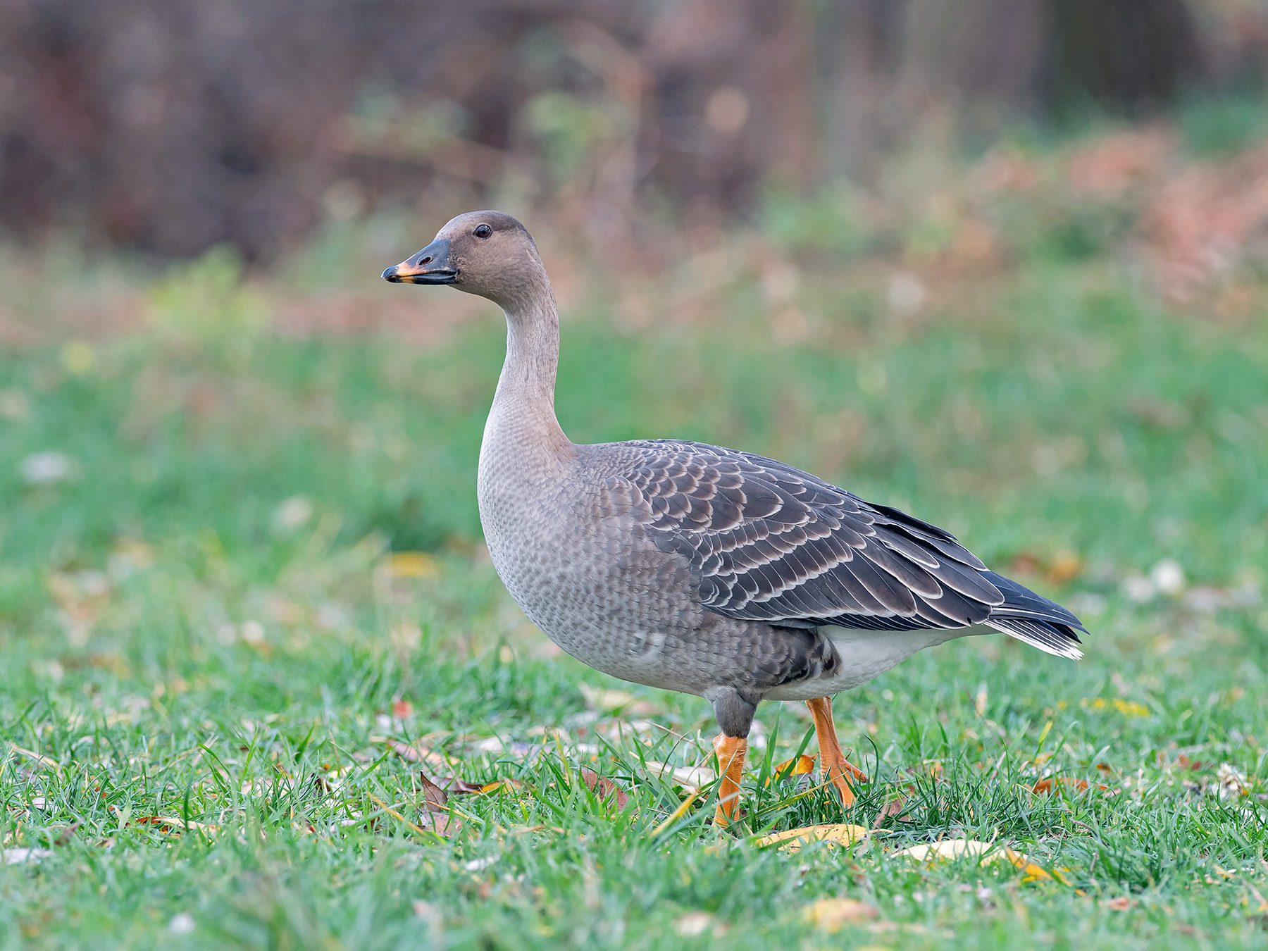 Taiga Bean Goose