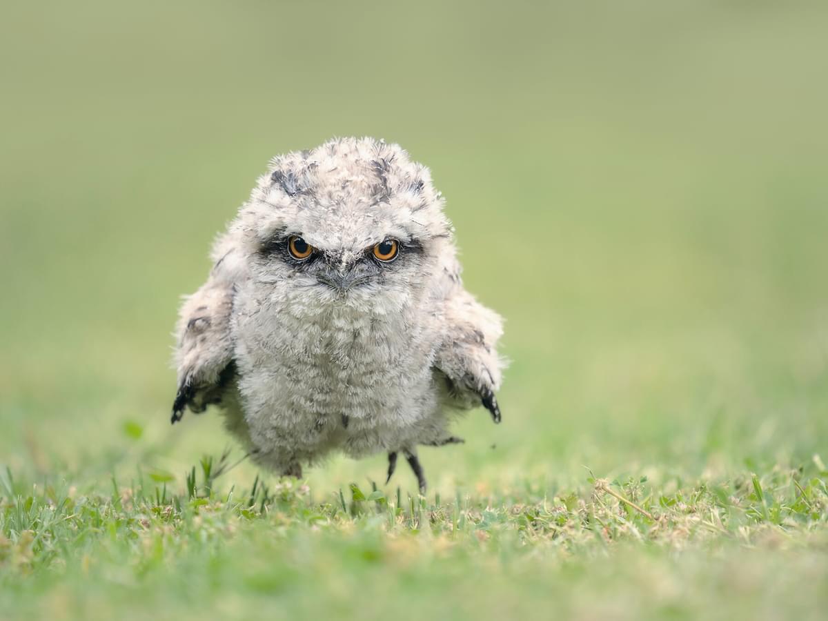 Tawny Frogmouth Chicks (Complete Guide with Pictures)