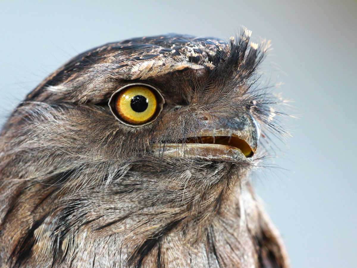 Diversity in Bird Beak Shapes: How Structure Defines… | Birdfact