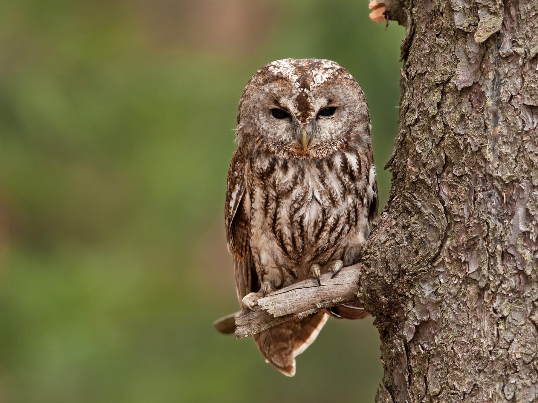 Tawny Owl