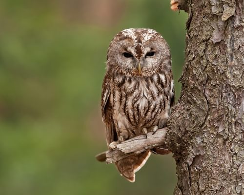 Tawny Owl
