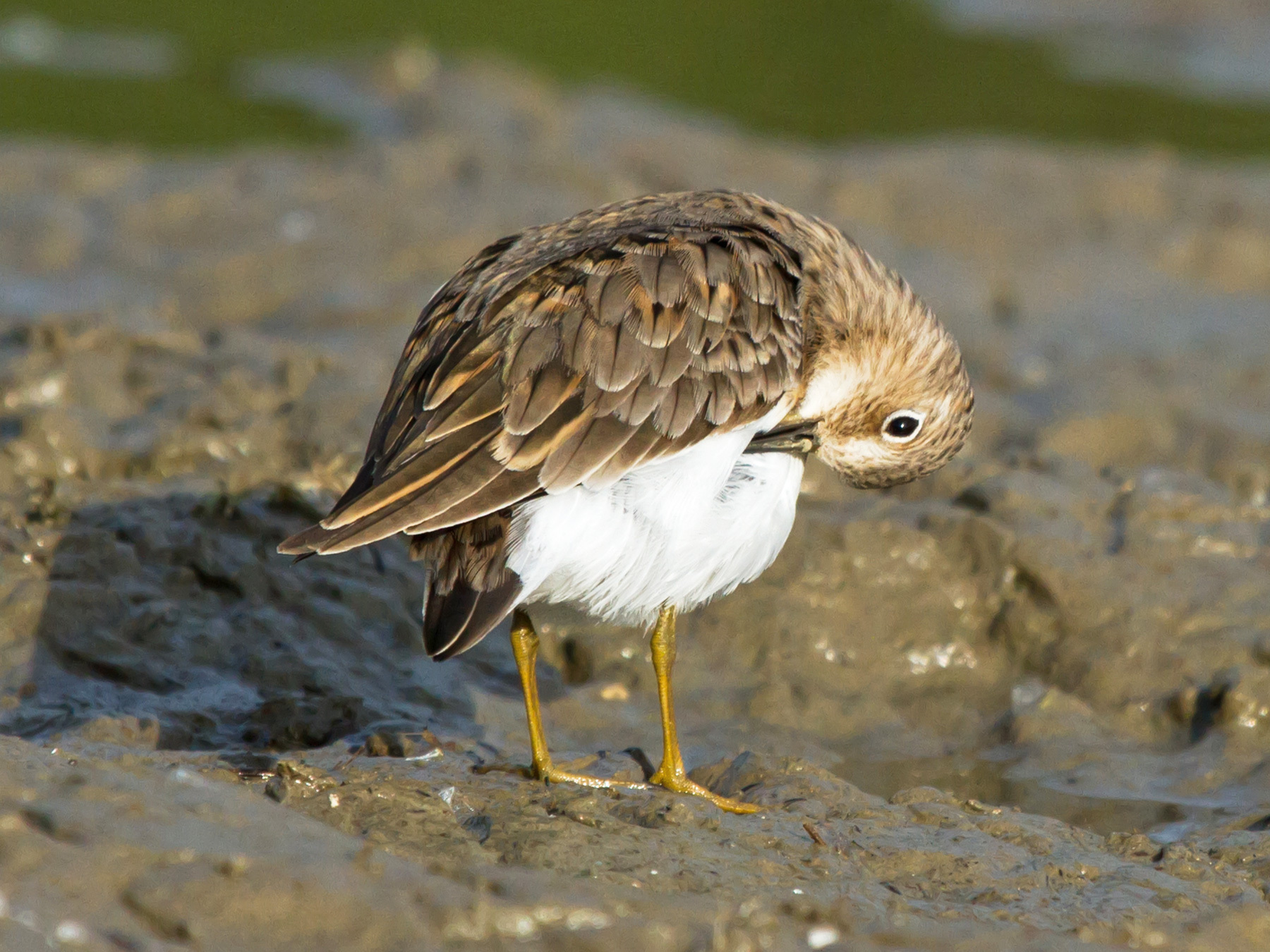 Temminck's Stint Bird Facts (Calidris temminckii) | Birdfact