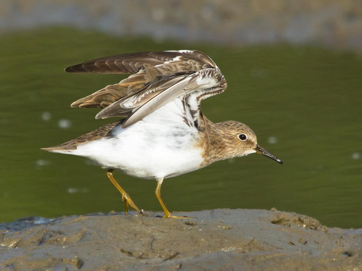 Temminck's Stint stretching its wings