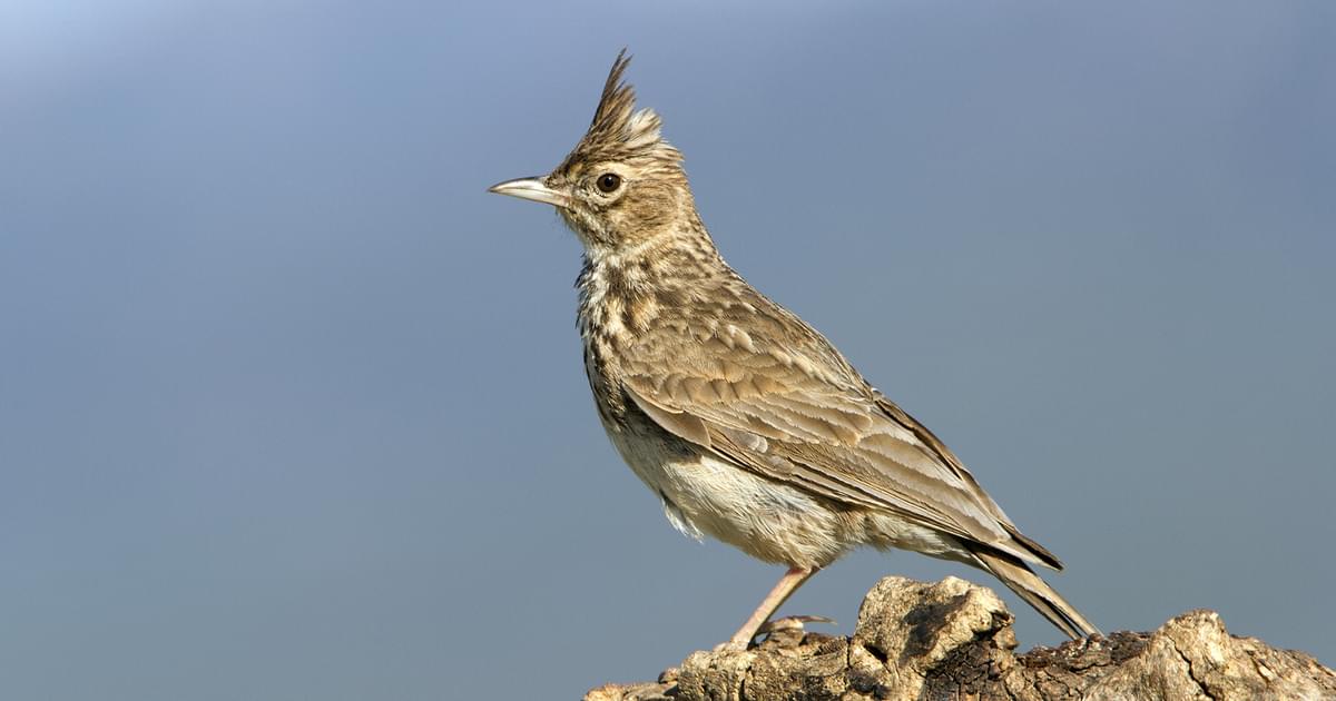 Thekla's Lark Bird Facts (Galerida theklae) | Birdfact