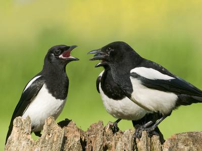 What is a Group of Magpies Called? (Complete Guide) Birdfact What is a Group of Magpies Called? (Complete Guide) Birdfact