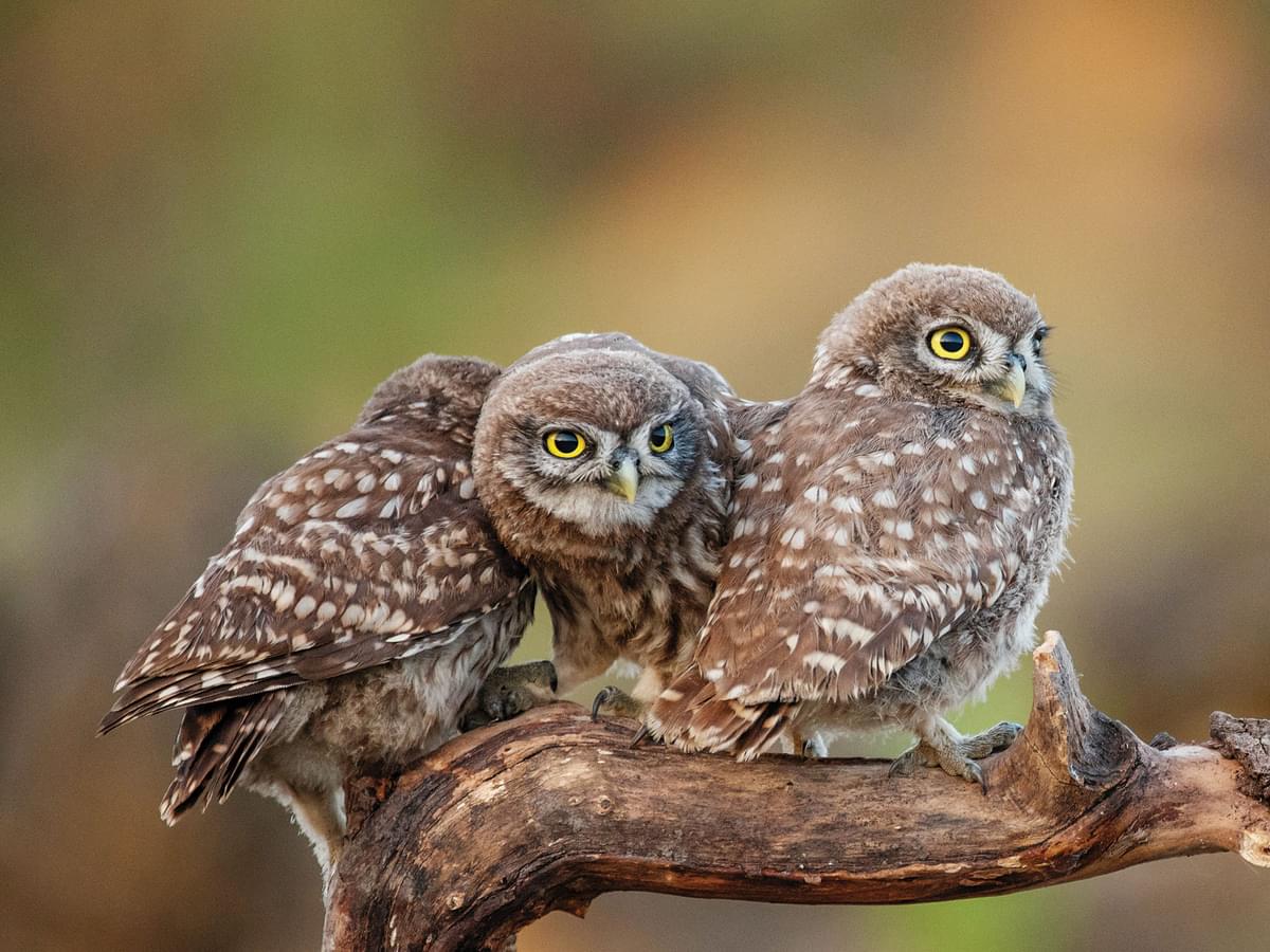 Three young juvenile Little Owls perched on a branch together