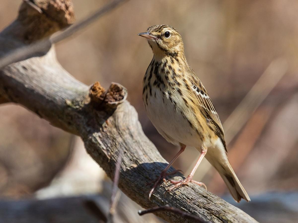 Close up of a Tree Pipit