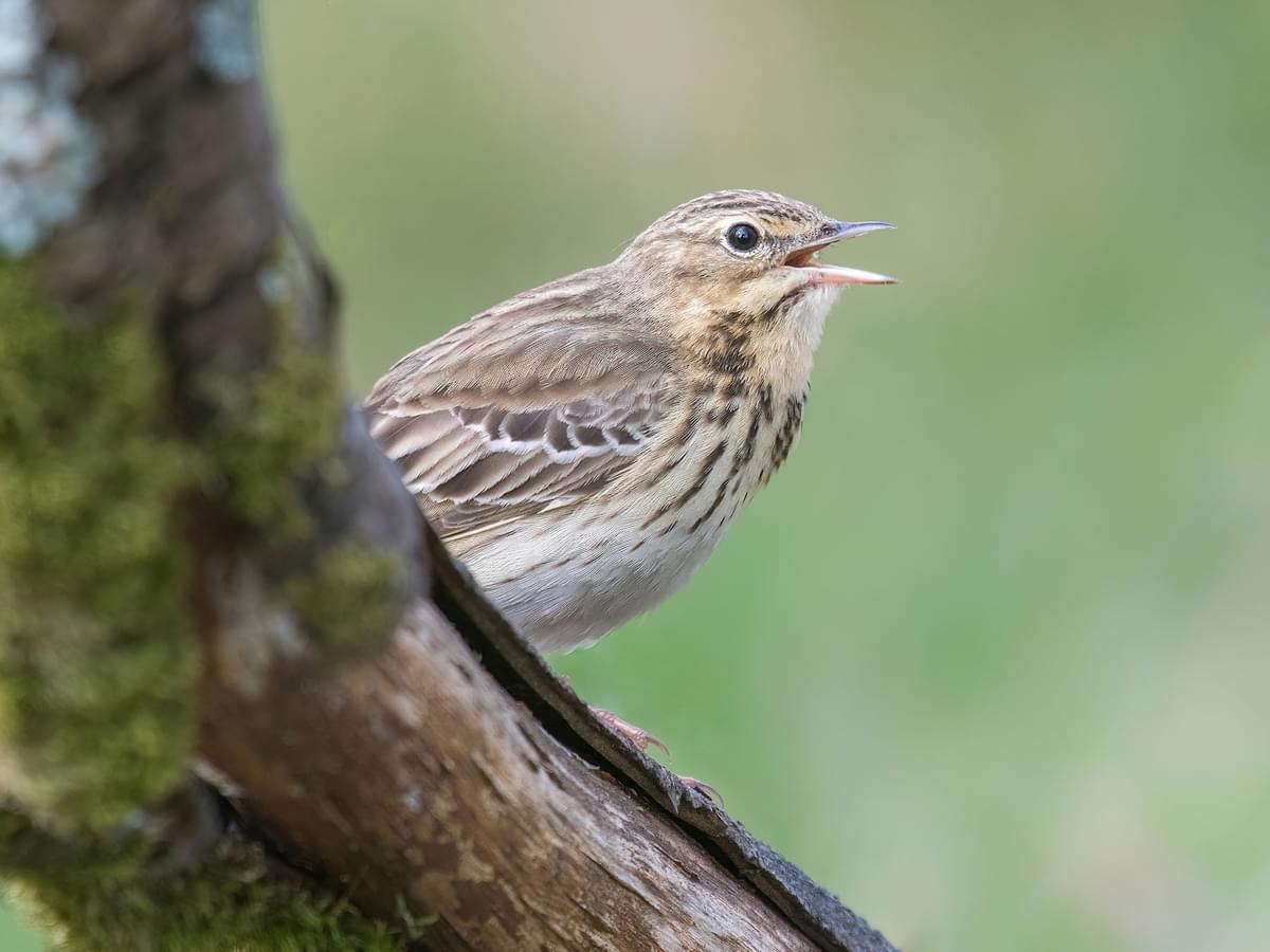 Close up of a singing Tree Pipit