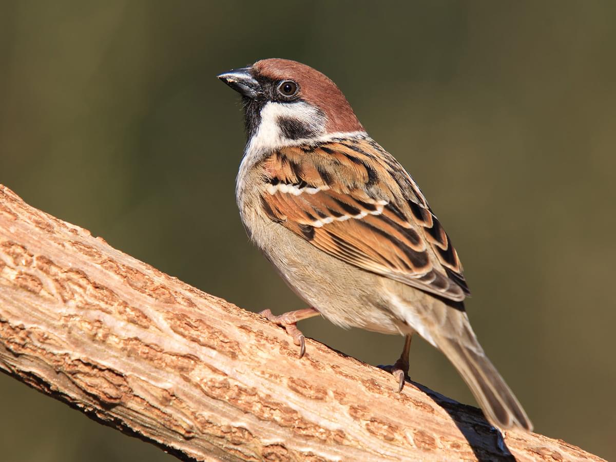 Close up of a Eurasian Tree Sparrow