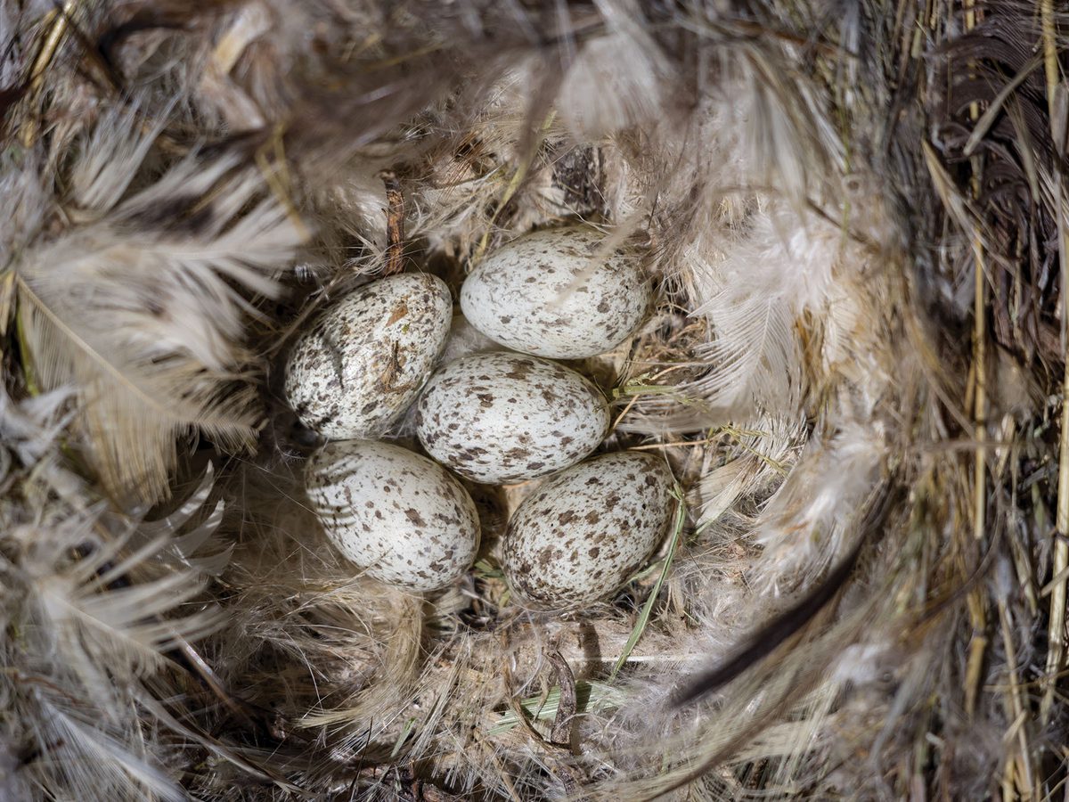 Tree Sparrow Eggs