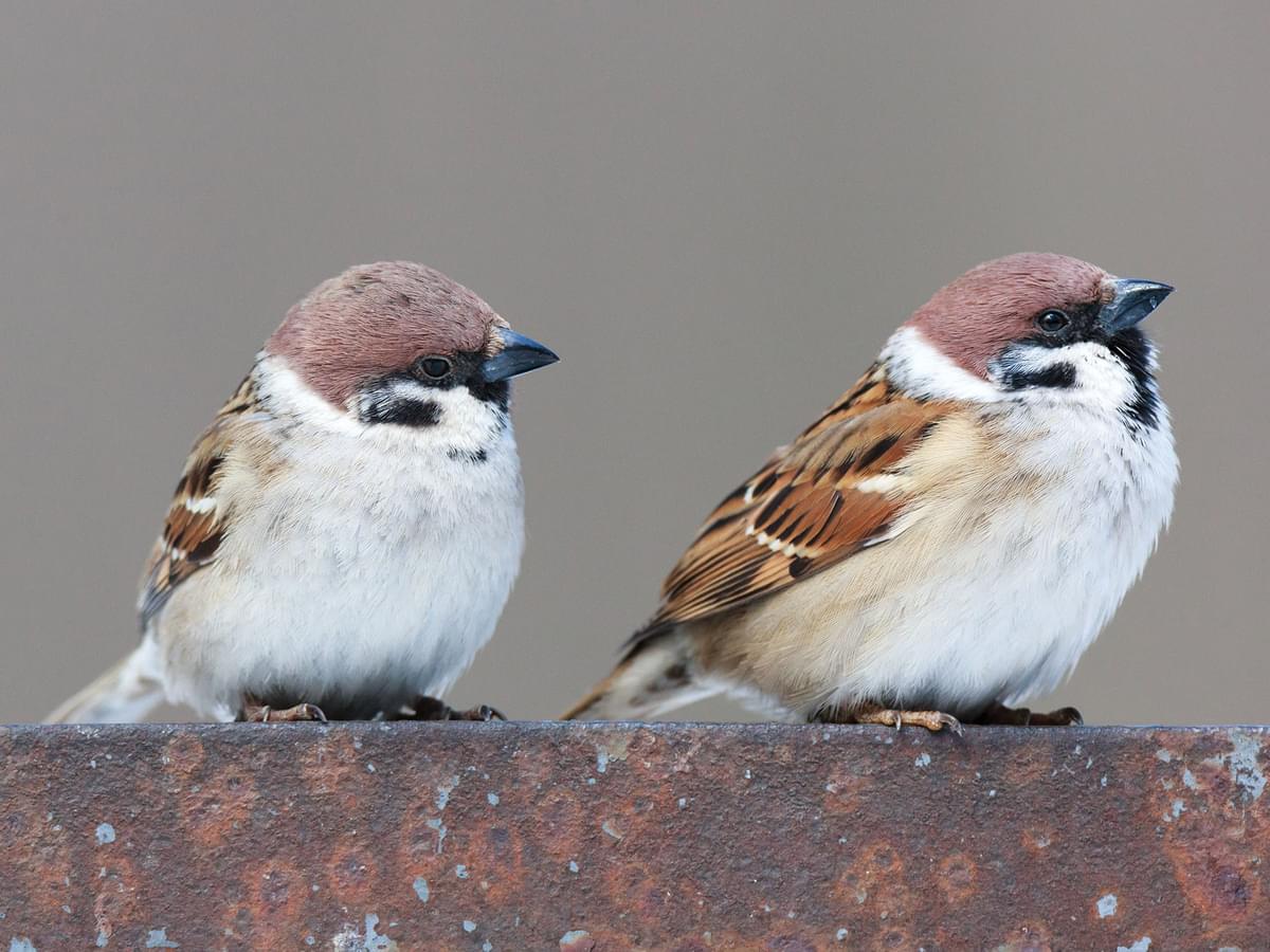 A pair of Tree Sparrows