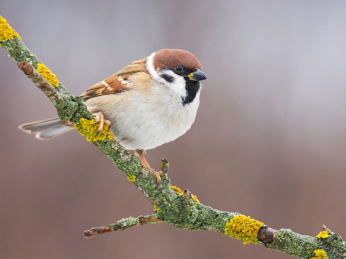 Eurasian Tree Sparrow (Passer montanus), often partake in migration