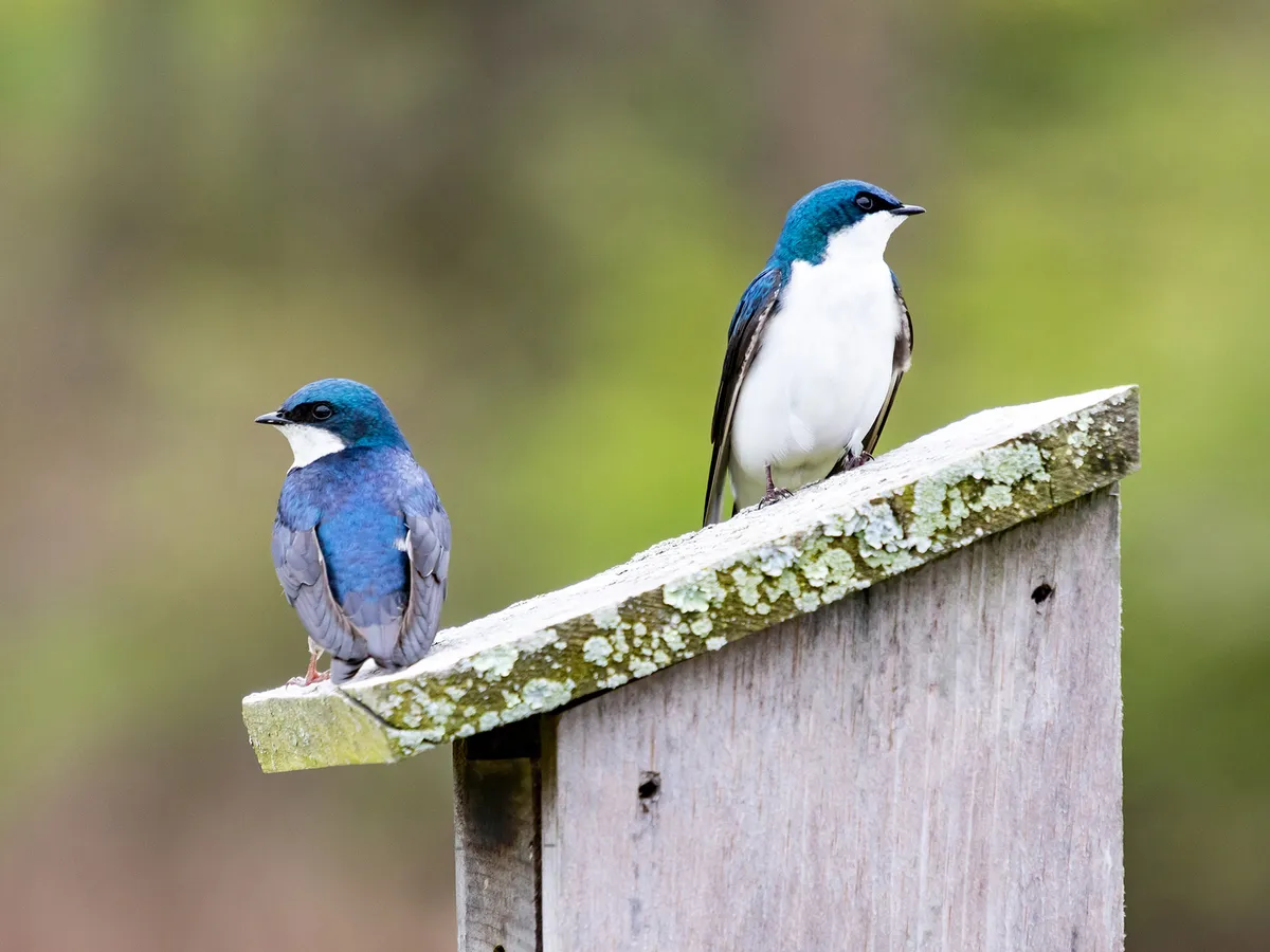 Tree Swallow Nesting (Behavior, Eggs + Location)