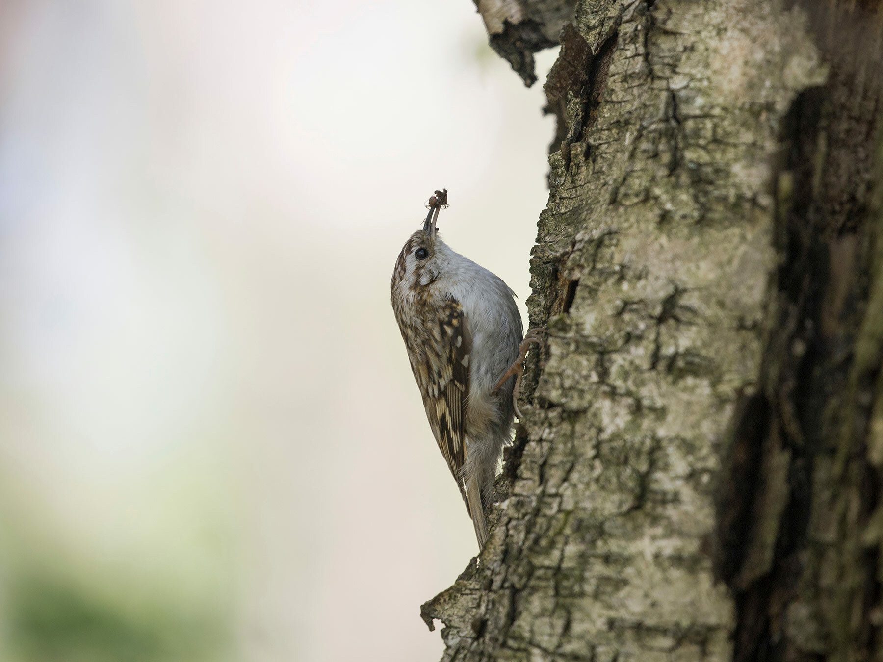 Treecreeper