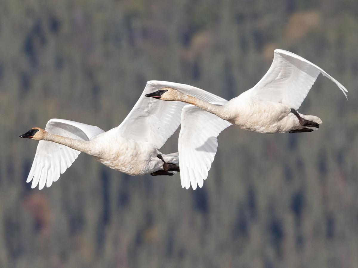 Trumpeter Swan Migration: A Complete Guide